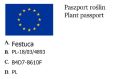 Kostrzewa POPIELATA UCHTE