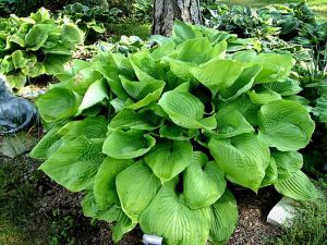Hosta SUM & SUBSTANCE