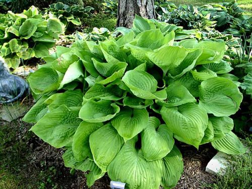Hosta SUM & SUBSTANCE