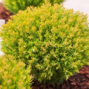 Thuja occidentalis 'Anniek'