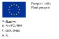 Czyściec wełnisty