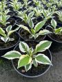 Funkia - HOSTA PATRIOT