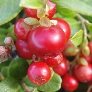 Preiselbeere  RED PEARL