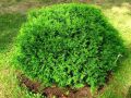 Thuja HOSERI