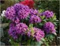 Różanecznik PURPLE SPLENDOR