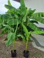Bananowiec MUSA BASJOO