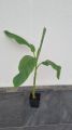 Bananowiec MUSA BASJOO