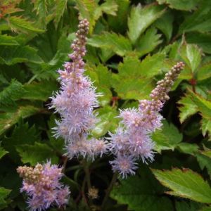 Spiraea chinensis PUMILLIA