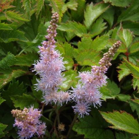 Spiraea chinensis PUMILLIA