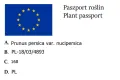 Nektaryna płaska FLATERYNA