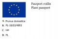 Śliwa Japońska KOMETA