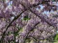 Wisteria Glicynia PROLIFIC