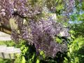 Wisteria Glicynia PROLIFIC