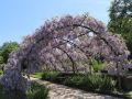 Wisteria Glicynia PROLIFIC