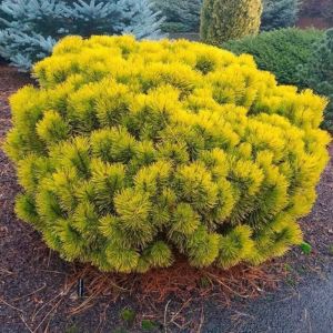 Pinus mugo CARSTEN
