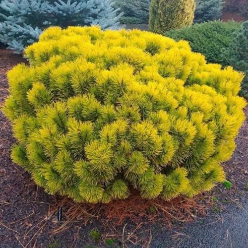 Pinus mugo CARSTEN