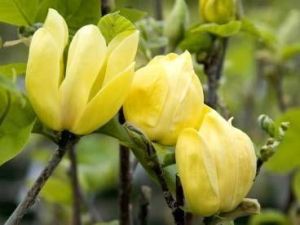 Gelbe Magnolie YELLOW RIVER