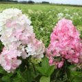 Hortensja bukietowa FRAISE MELBA