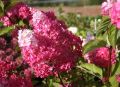 Hortensja bukietowa FRAISE MELBA