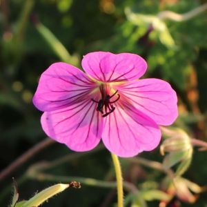 Bodziszek PINK PENNY
