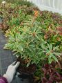 Pieris japoński Flaming Silver
