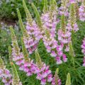 Odętka wirginijska ROSEA