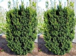 Taxus media HICKSII