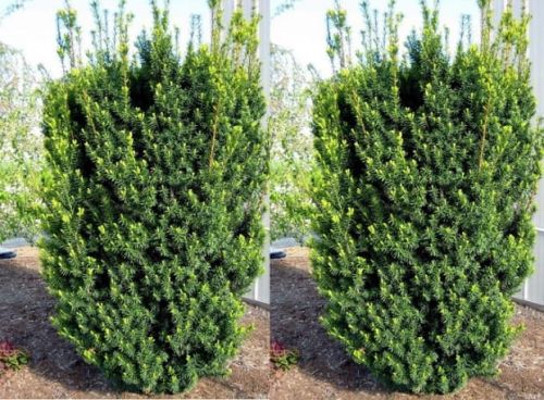 Taxus media HICKSII