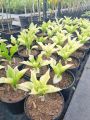 Funkia-Hosta WHITE FEATHER