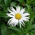 Złocień Sweet Daisy Cher