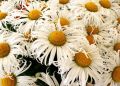 Złocień Sweet Daisy Cher