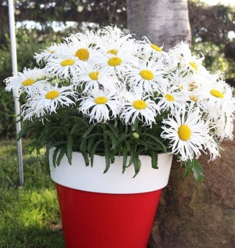 Margerite Sweet Daisy Cher