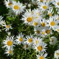 Złocień Sweet Daisy Cher