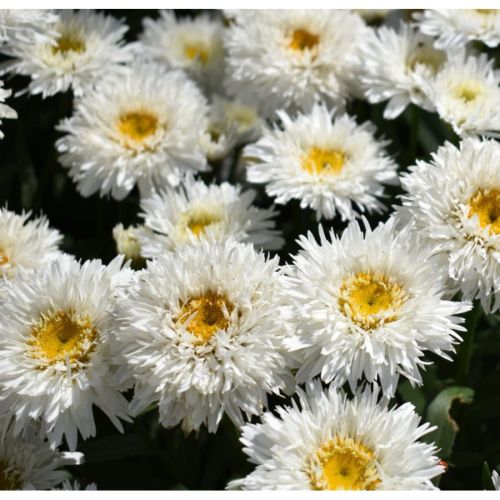 Margerite Sweet Daisy Rebecca 