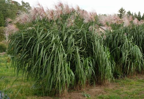 Riesen-Chinaschilfs MEIDL