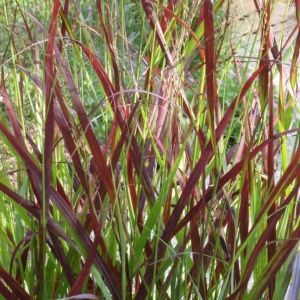 Rutenhirse OXBLOOD AUTUMN