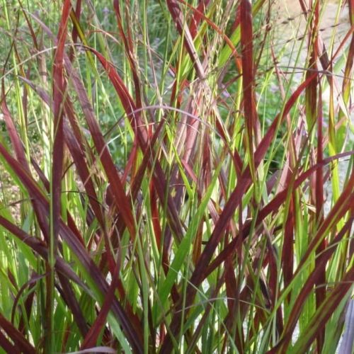 Rutenhirse OXBLOOD AUTUMN