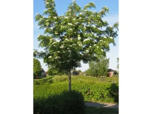 Eberesche DODONG 