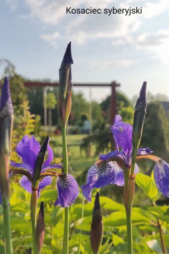 Sibirische Schwertlilie Iris sibirica