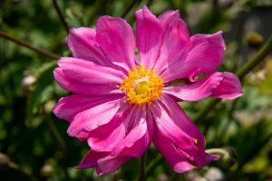 Herbst-Anemone Prinz Heinrich