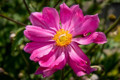 Herbst-Anemone Prinz Heinrich