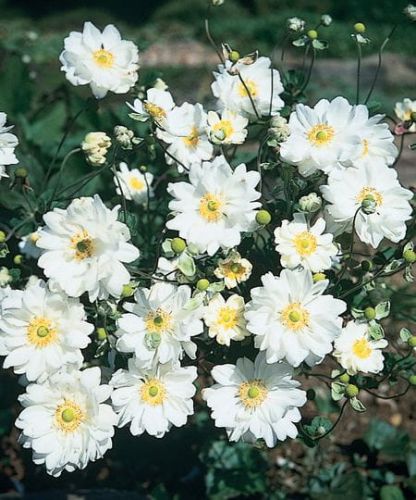 Herbst-Anemone WHIRLWIND