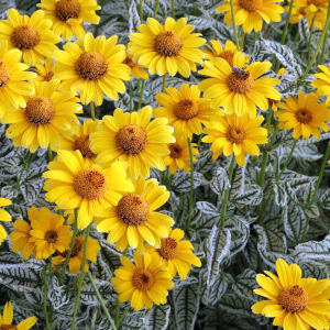 Rauhaarigen Sonnenblumenstrauchs Loraine Sunshine