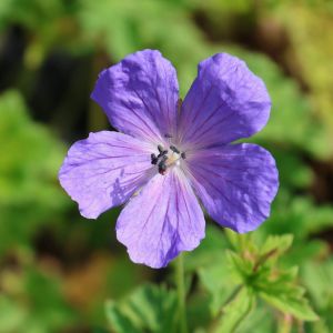 Storchschnabels BABY BLUE