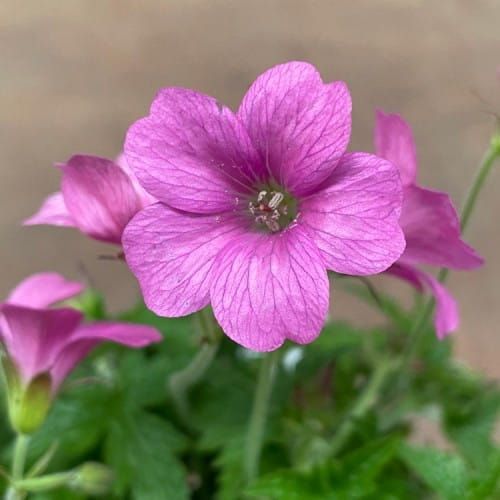 Storchschnabels WARGRAVE PINK
