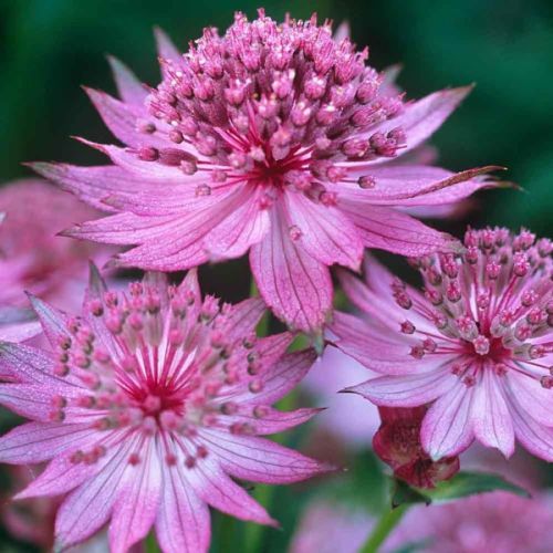 Tiarella ROMA