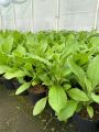 Rudbeckia SmileyZ BIG LUCK