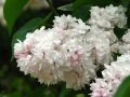 Lilak pospolity KRASAWICA MOSKWY
