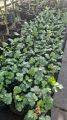 Żurawka Heuchera PARIS