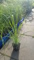 Trawa pampasowa WHITE FEATHER
